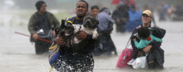 Hurricane Harvey: Texas Flood Response